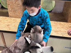 -Husky Go! 哈士奇体验馆·宠物咖啡厅狗咖