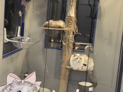 -莱姆星桌游·拼豆·团建