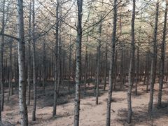 -塞罕坝国家级自然保护区