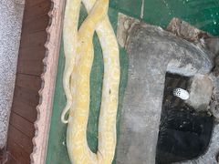 -上海大自然野生昆虫馆(东方明珠·爬宠昆虫探索中心)