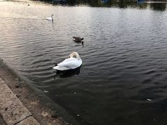 -海德公园