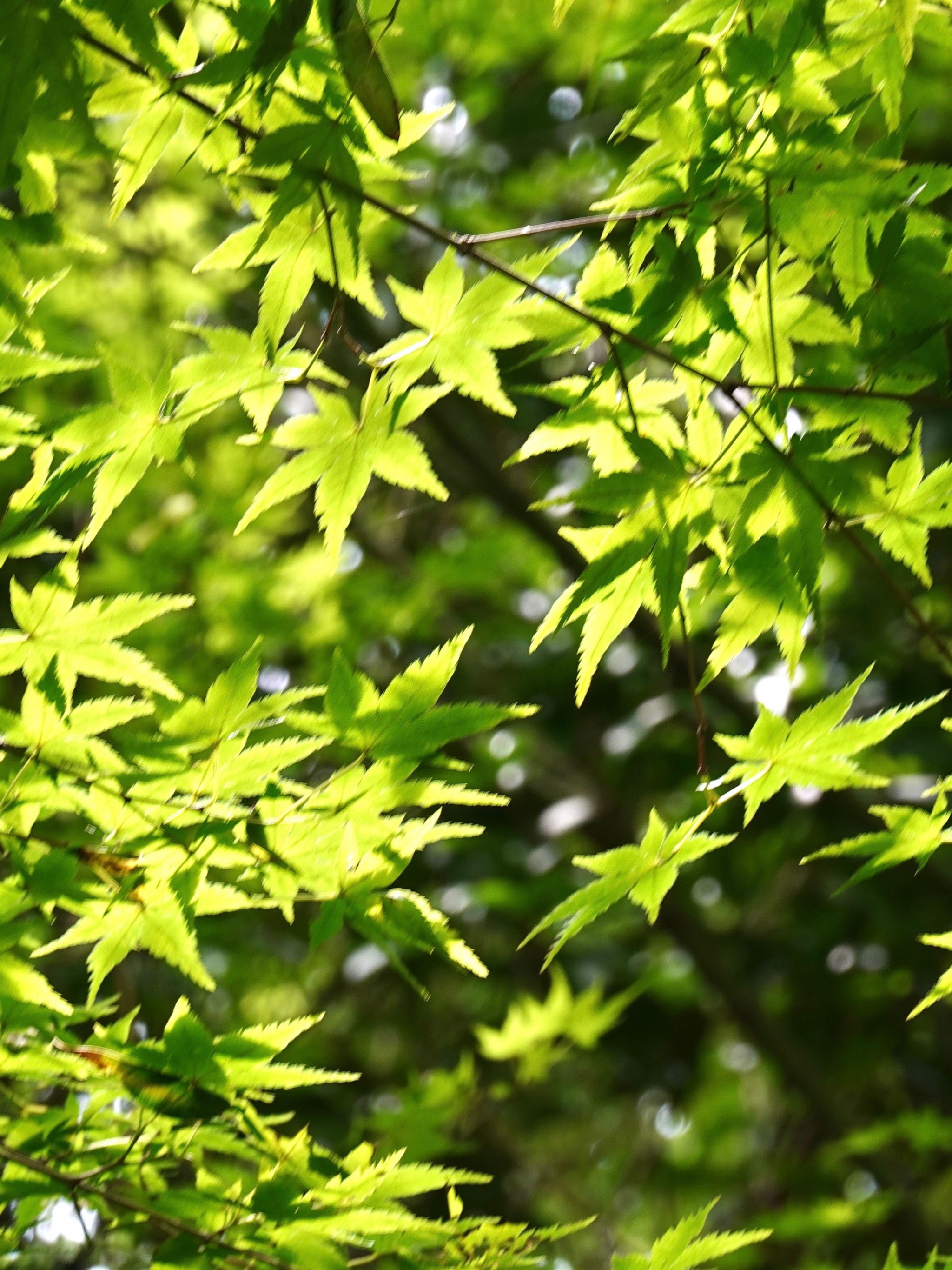 这个季节的绿枫树真的太美了 \\n明白了什么叫做五彩斑斓的绿