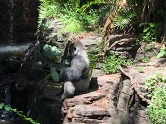 -奥兰多迪士尼动物王国乐园