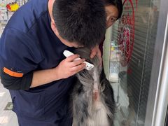 -纳吉亚猫专科动物医院(康都外科中心)