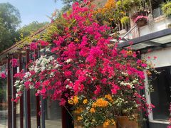 -深圳仙湖植物园