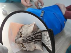 -荔康动物医院(康王北路店)