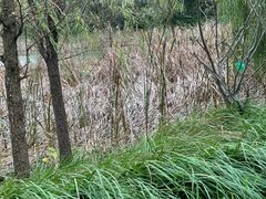 -昆山城市生态森林公园