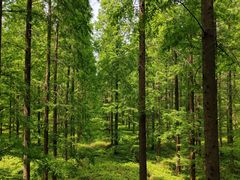 -黄海国家森林公园