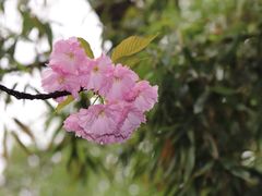-西安青龙寺遗址景区