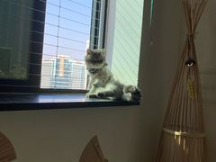 -楼上猫咖(罗湖店)