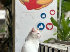 -槟城街头艺术街区