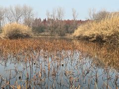 -溱湖国家湿地公园