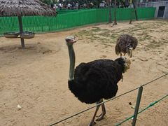 -西霞口神雕山野生动物世界