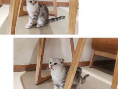 -藏猫猫咖啡主题馆(中央大道店)