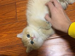 -老吴的猫·猫舍(新区店)
