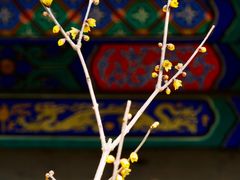 -国家植物园