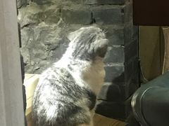 -猫色咖啡·猫咖