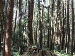 -阿里山神木遗迹