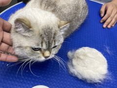 -PETKIT小佩宠物·低压洗护(国顺东路店)