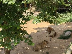 -西霞口神雕山野生动物世界