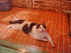 -猫咪博物馆(顶澳仔猫街店)