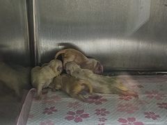 -瑞派宠物医院·24h·骨外科·皮肤科·全科宠物医疗转诊中心(沈阳浑南院)