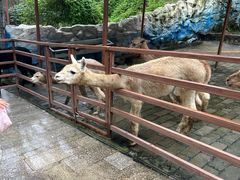 -栾川竹海野生动物园