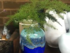 -武汉花鸟市场