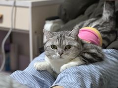 -瑞鹏宠物医院·超声·骨科·奇麟分院(蜀都万达店)