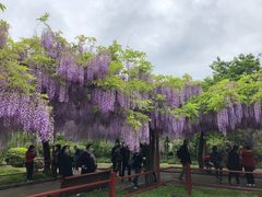 -嘉定紫藤园