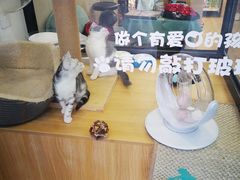 -袖虎宠物·金渐层缅因猫舍(灵芝店)
