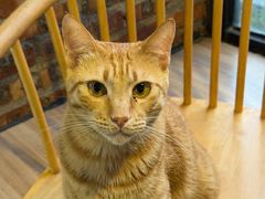 -豆逗聊愈猫阁Easy Life