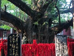 -浮来山风景区