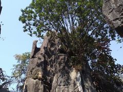 -玉石林风景区