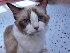-毛绒耶耶撸宠馆·猫咖·狗咖·荷兰猪咖