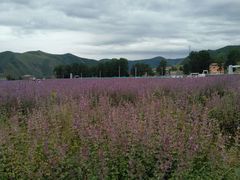 -紫颐香薰山谷景区