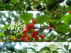 -桂溪生态公园