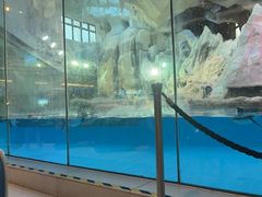 -帝企鹅自助餐厅•儿童岛•真企鹅(长隆企鹅酒店)