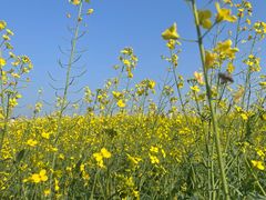 -光明小镇欢乐田园