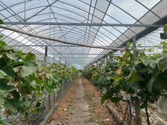 -马陆小张葡萄园农家乐