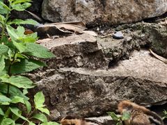 -高荡千年布依古寨旅游景区