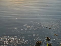 -WhaleSports户外水上运动俱乐部(朝阳公园店)