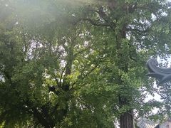 -上海青龙寺