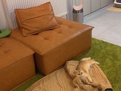 -东方名猫馆·英短金渐层布偶猫舍(环线广场1号楼店)