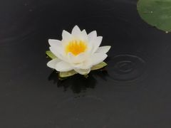 -西湖游船