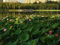 -莲花池公园