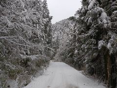 -武陵山森林公园