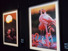 -罗红摄影艺术馆