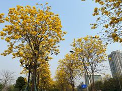 -洲头咀公园