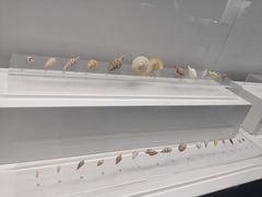 -贝壳王国博物馆